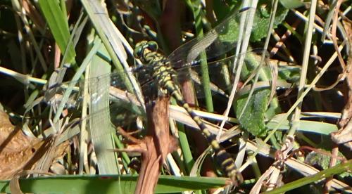 Réf. 360 052 : Onychogomphus forcipatus